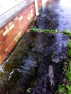 Walkway before soft washing by Pro Wash.ie